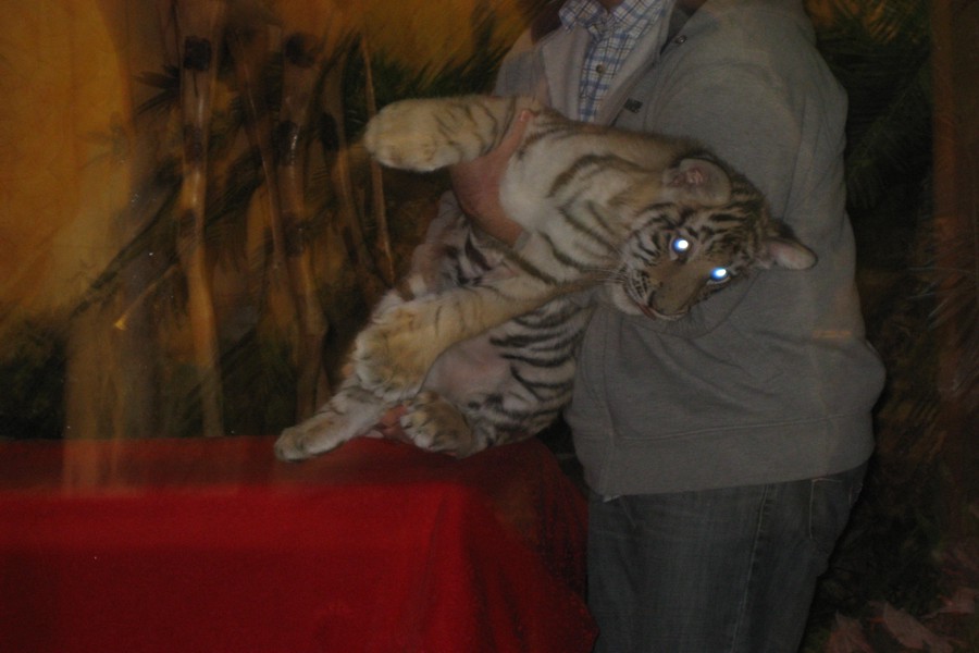 ../image/baby tiger at kalahari resort 6.jpg